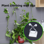 Plant Climbing Wall Clip(40Pcs/Set)